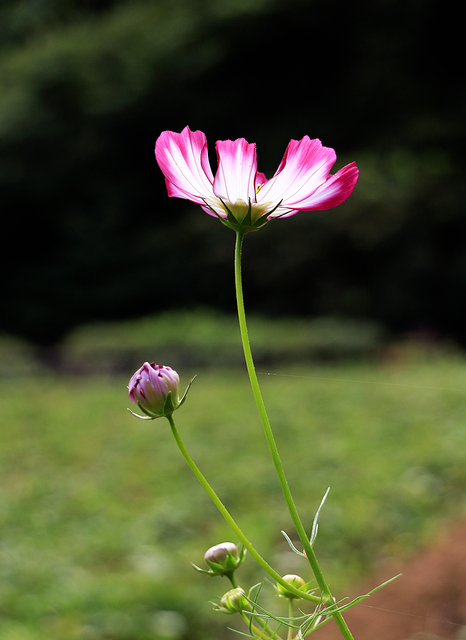 _MG_1100.jpg