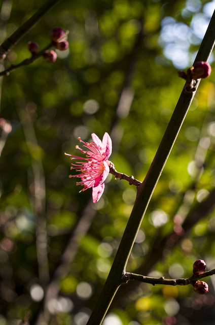 _0013977.jpg