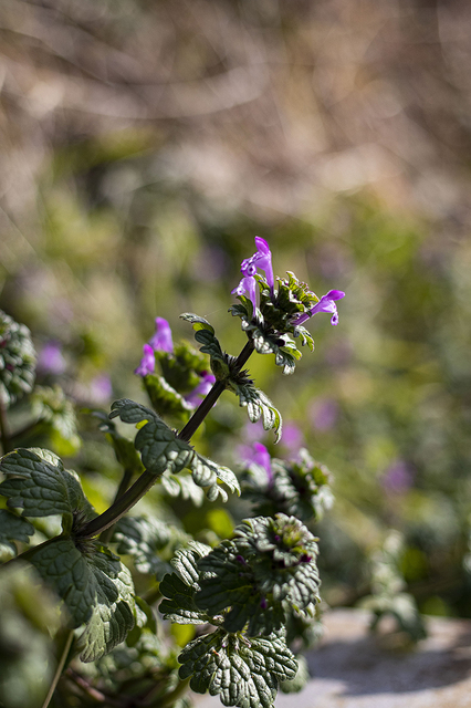 _MG_1204.JPG