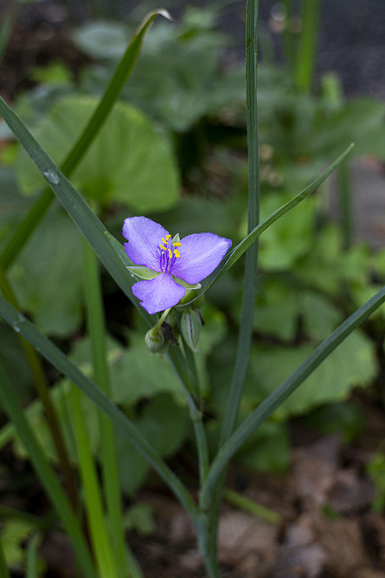_MG_1571.JPG