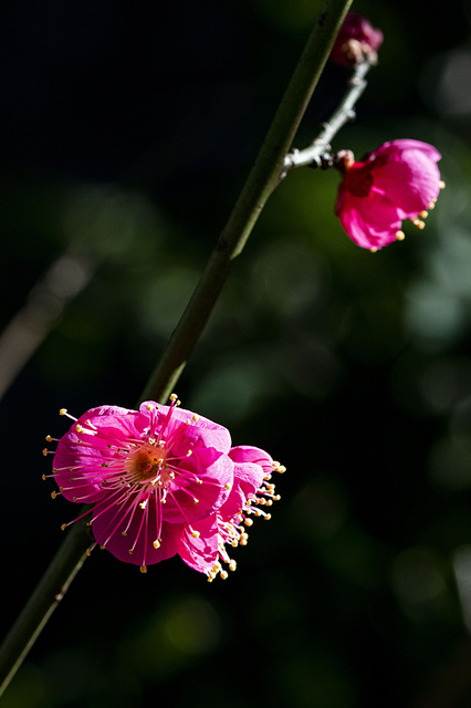 _MG_4649.jpg