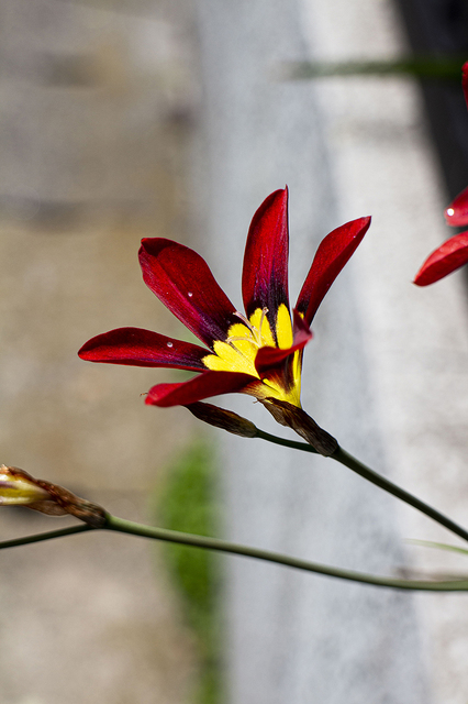 _MG_2379.JPG
