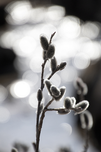 _MG_0903.jpg