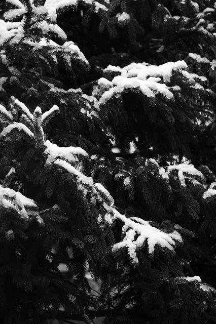 _MG_1252.jpg