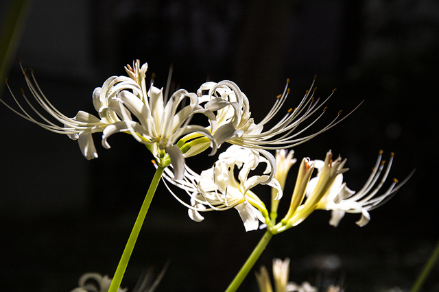 _MG_4312.jpg